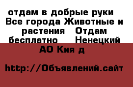отдам в добрые руки - Все города Животные и растения » Отдам бесплатно   . Ненецкий АО,Кия д.
